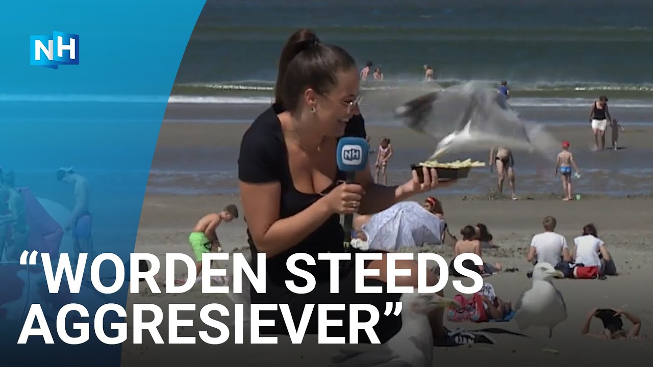 Terrormeeuwen vallen steeds vaker strandgangers lastig