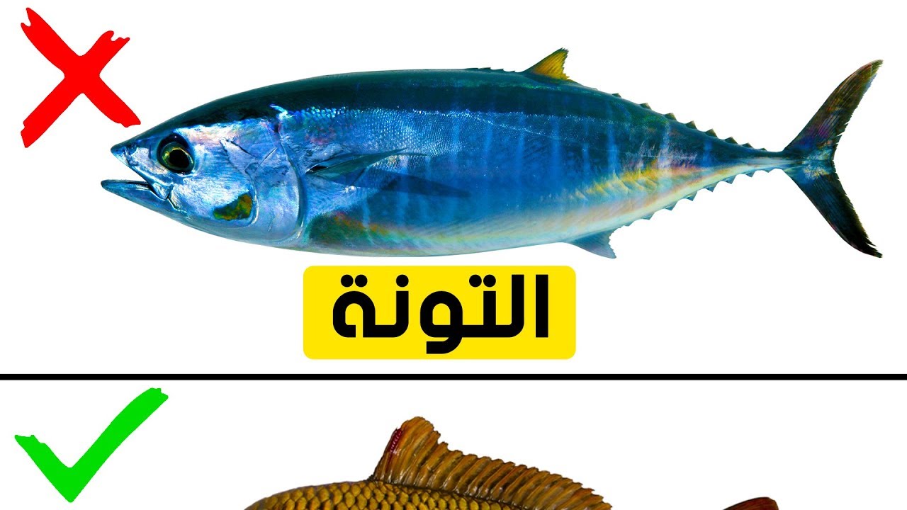 تسعة أنواع من السمك يجب ألّا تأكلها مطلقًا