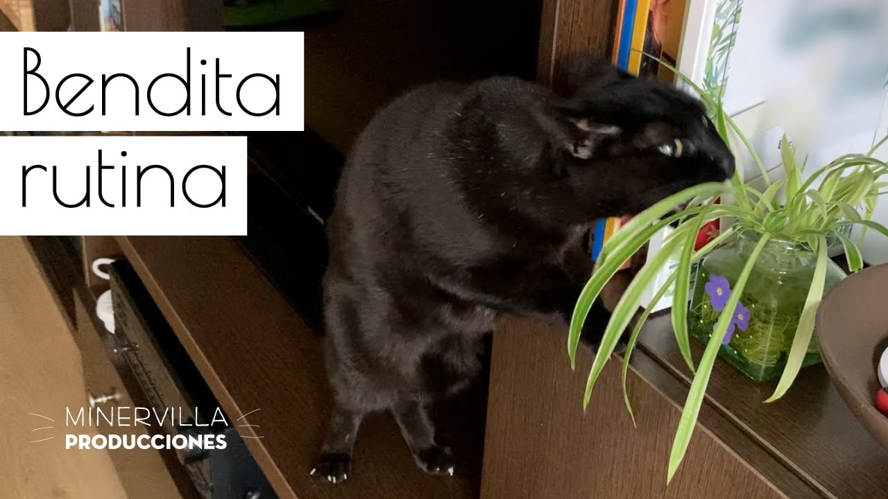 Bendita rutina vlog 26. Noviembre es el mes de las ausencias.
