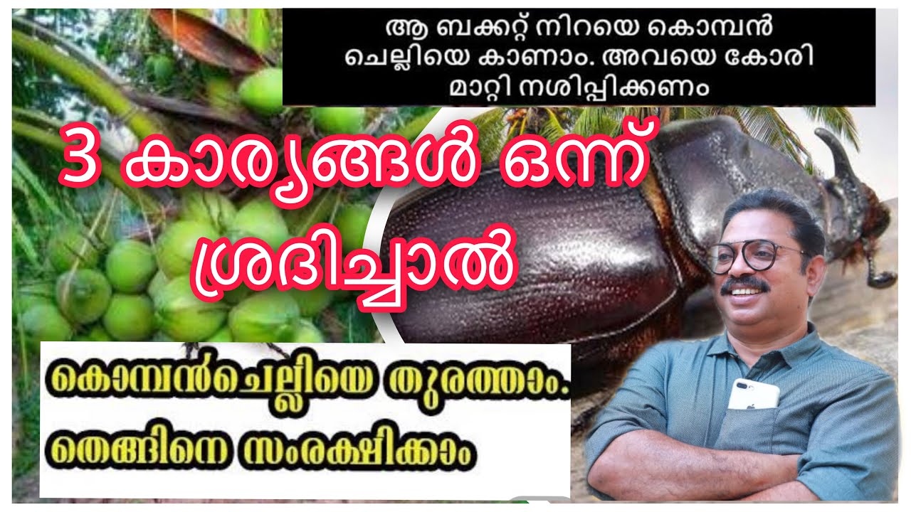 COCONUT TREE PROTECTION .3 കാര്യങ്ങൾ ഒന്ന് ശ്രദിച്ചാൽ കൊമ്പൻ ചെല്ലിയെ തുരത്താം