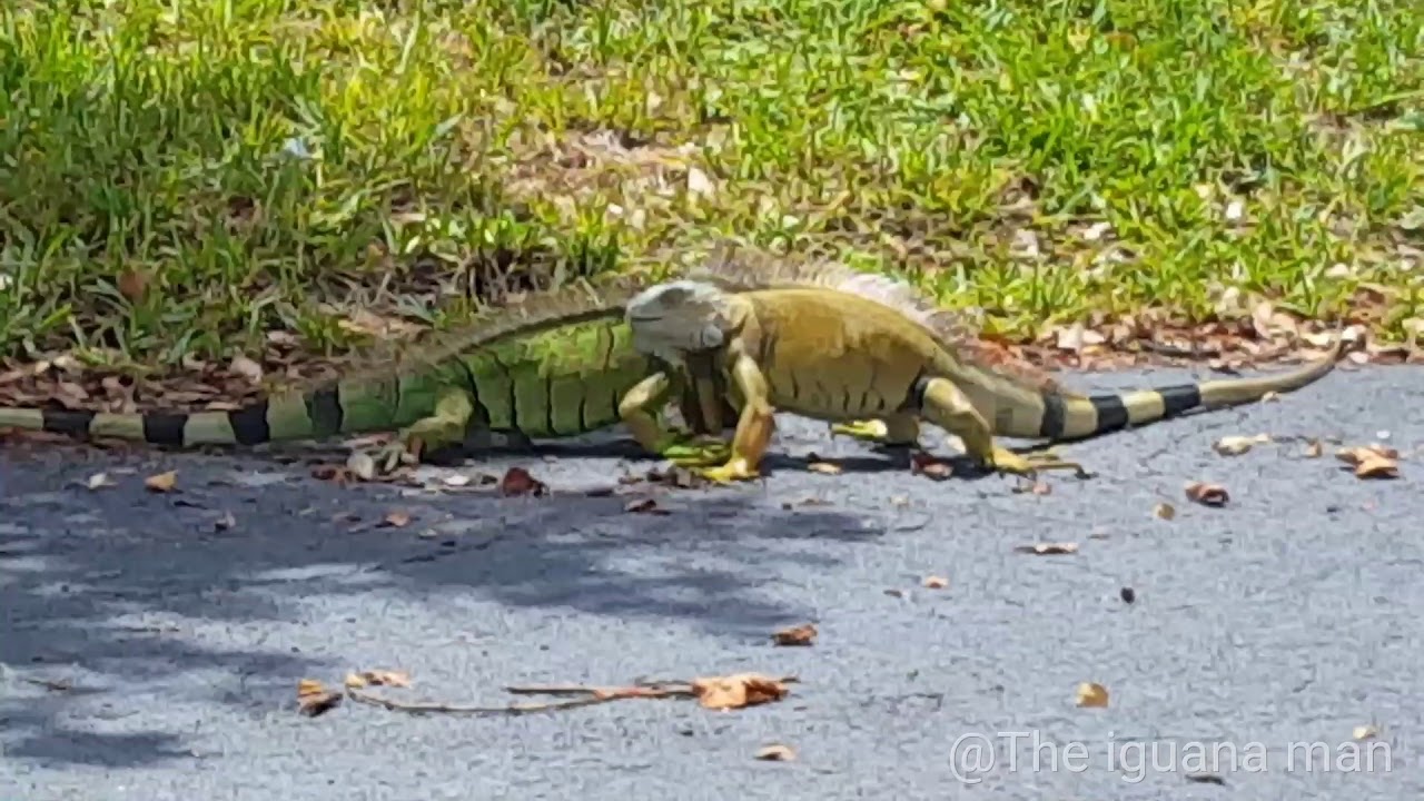 IGUANA FIGHT! Red VS Green :RARE Albino Spotted