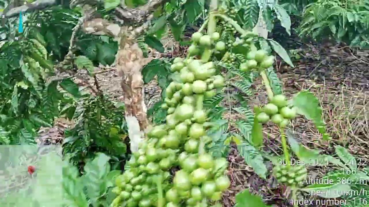 Klon Komari Masi Mendominasi / Setabil