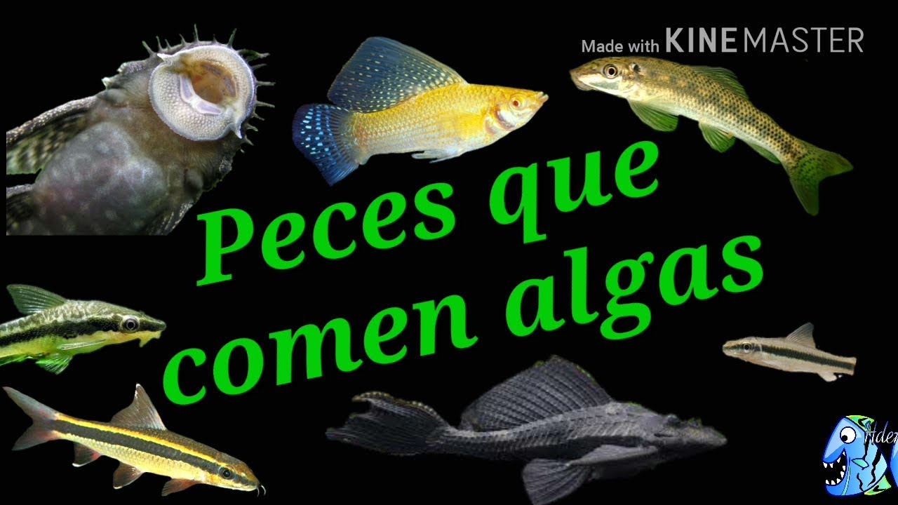 Peces que comen algas