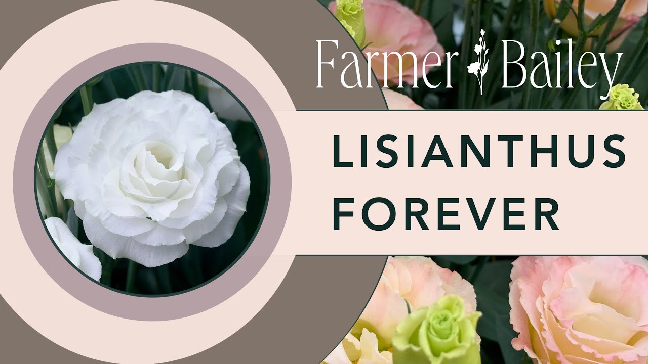 Learn to Grow Lisianthus with Farmer Bailey