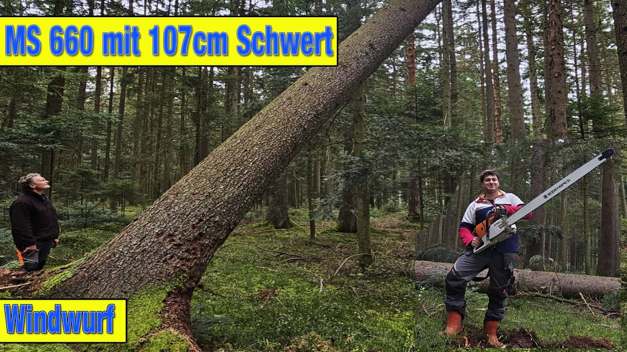 MS 660 mit 107cm Schwert schwierige Windwurf Operation Stihl