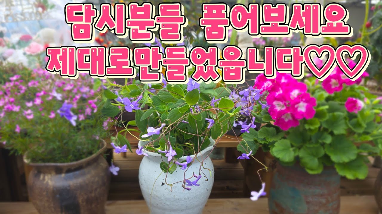 담시분~제대로만들었네요담백한 담시분 품어보세요