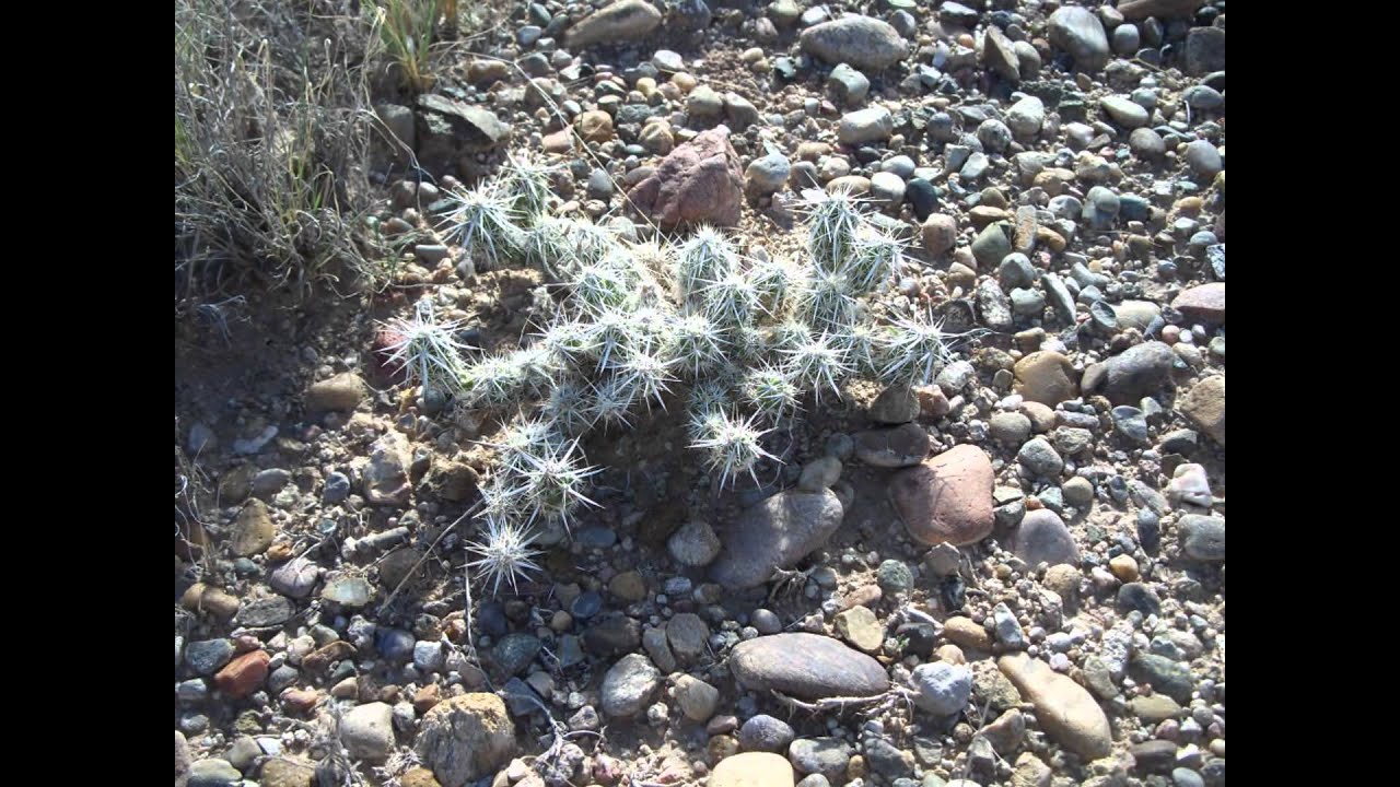Club Cholla on the Mesa