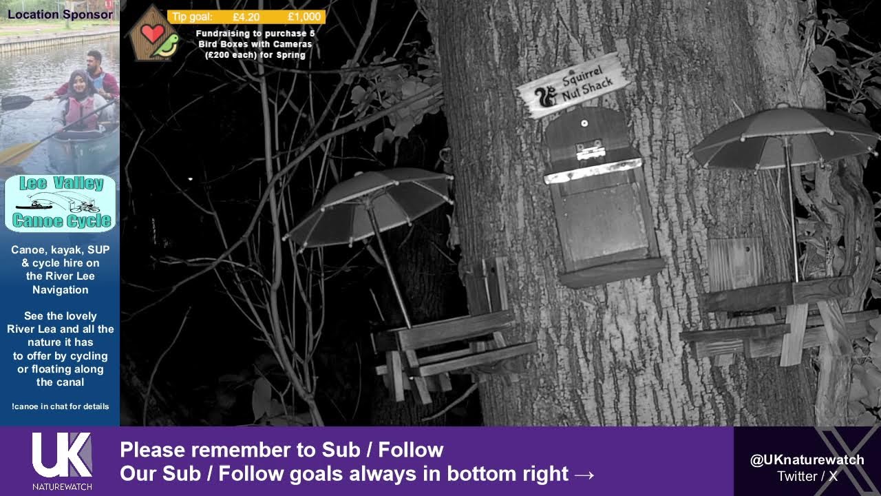 🔴 LIVE: Bird Feeder Buffet 🐦 Broxbourne Riverside Chalets | UK NatureWatch
