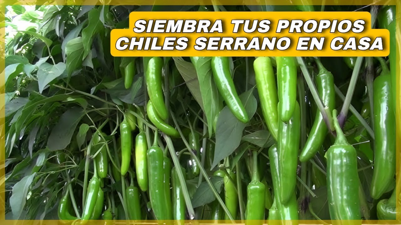 COMO SEMBRAR CHILE SERRANO EN CASA / GUIA COMPLETA