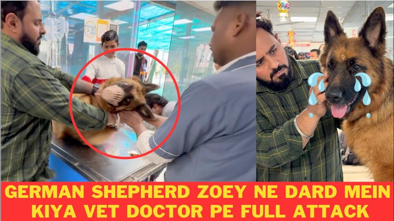 German Shepherd Zoey Ne Dard Mein Kiya Vet Clinic Mein Doctors Pe Attack: Zoey Ne Dikhaya Aggression