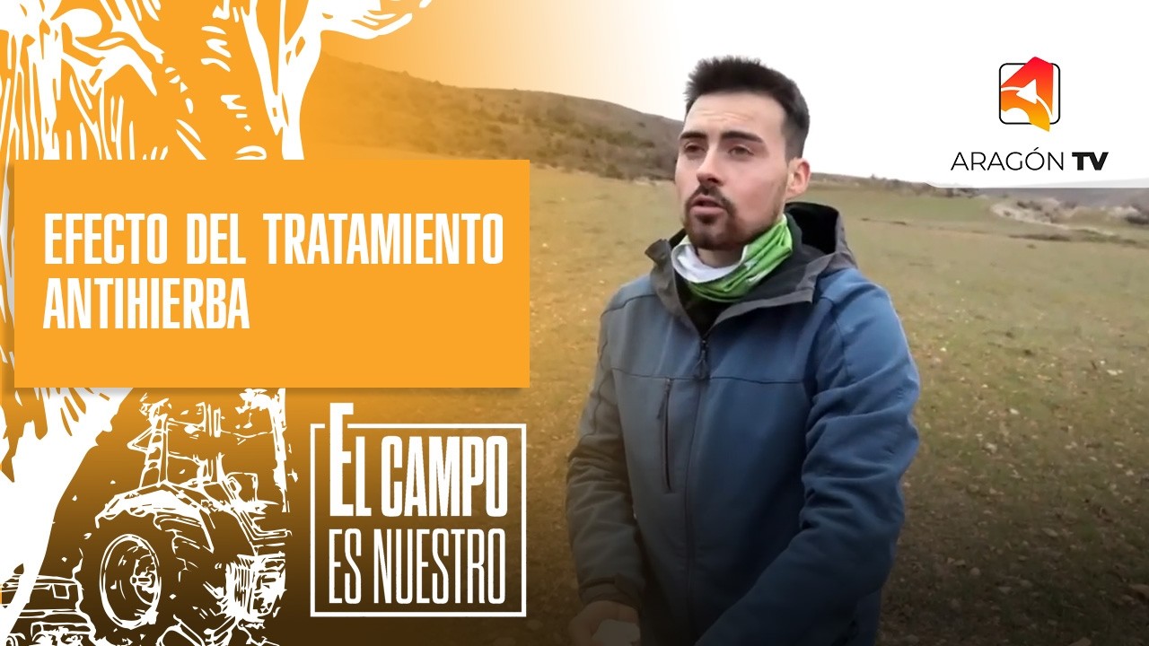 El tratamiento antihierba ha hecho su efecto