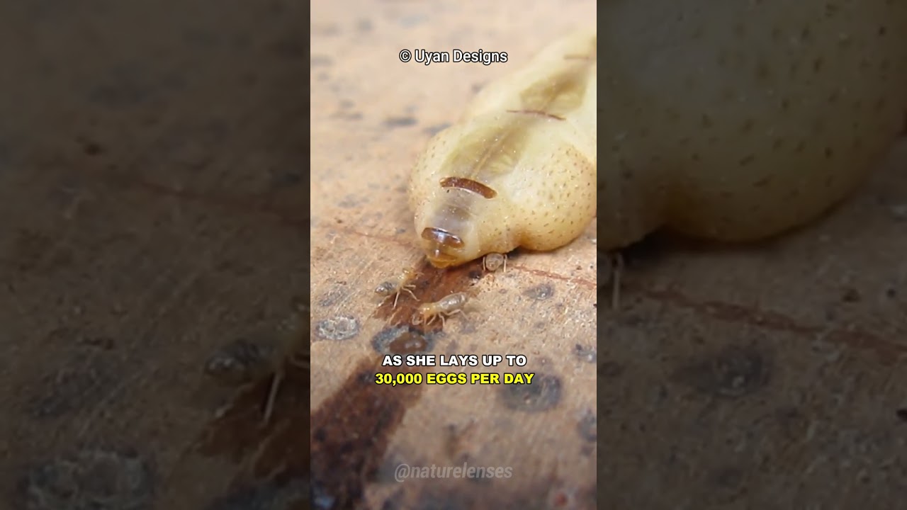 Why Is Termite Queen So Big?