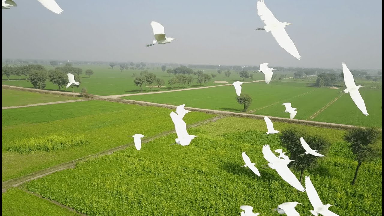 Aerial View/Glance of Punjab Pakistan | Beautiful Green Fields | DJI Mavic Pro