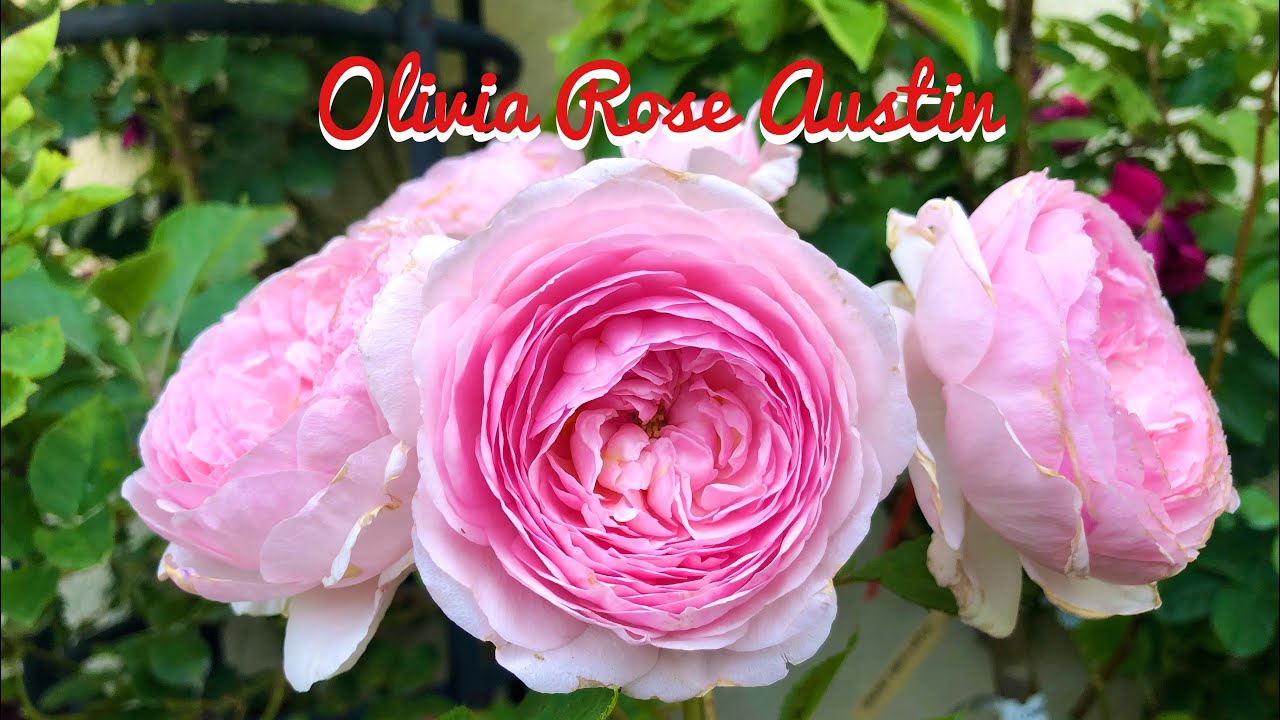 Elegant Olivia Rose Austin | Soft Pink Rose | David Austin