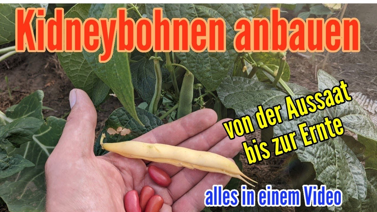 Kidneybohnen anbauen: Von der Aussaat bis zur Ernte Anbau von Kidneybohnen