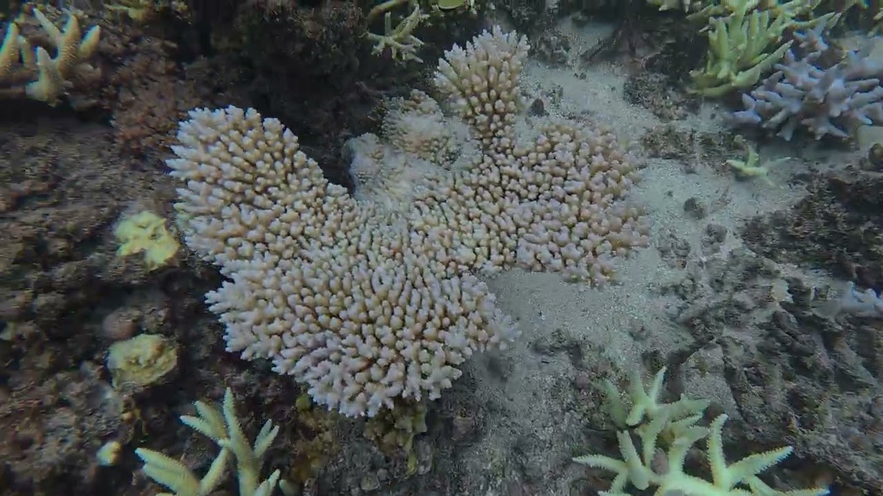 Snorkeling at Matafonua Resort