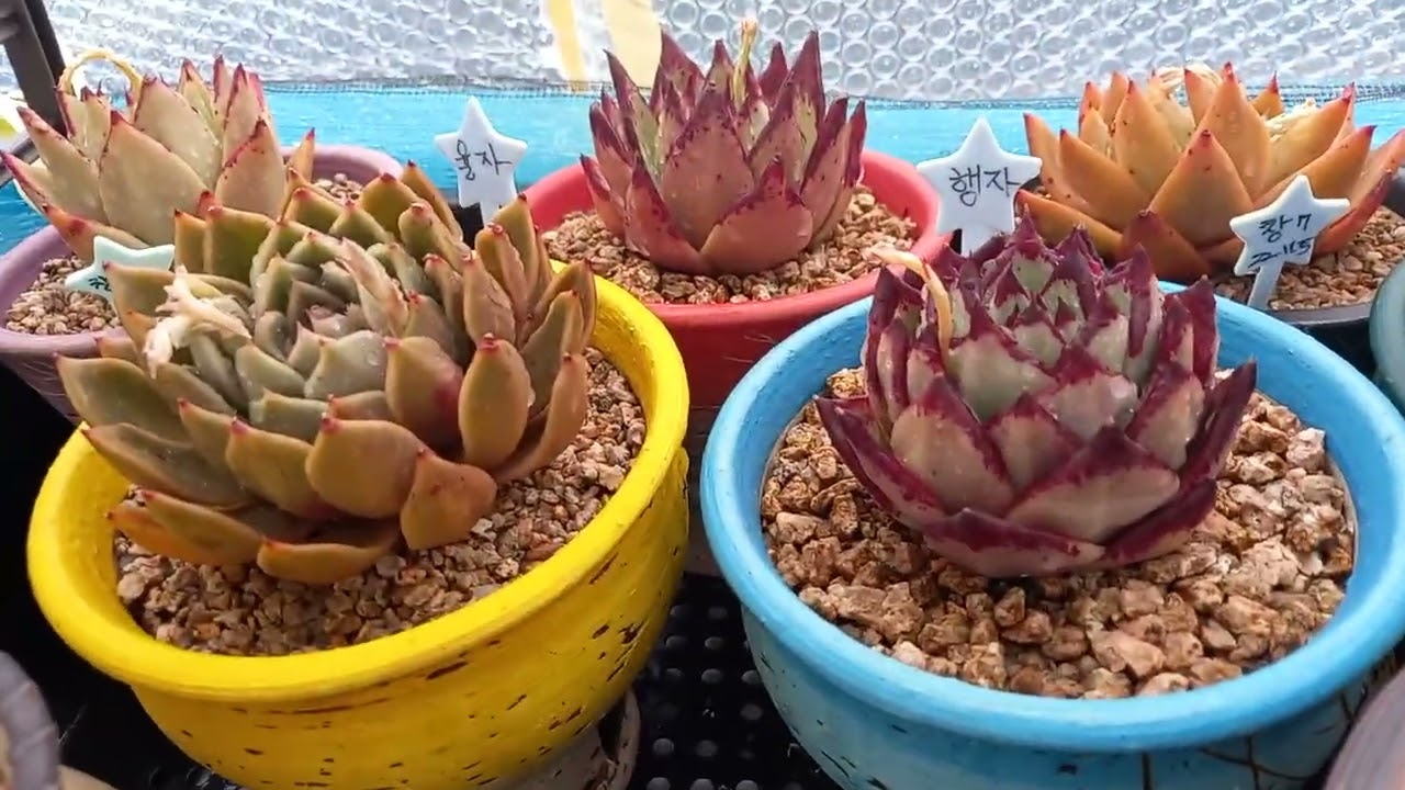 1,163회☆첫 봄비 맞으며......♡만물 소생♡성장재촉♡봄비는 보약