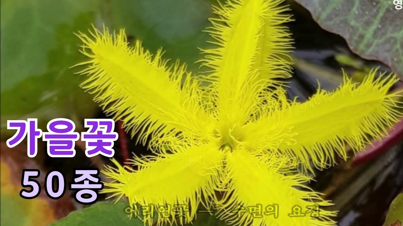 가을꽃 종류 아름다운 가을꽃과 꽃말(50종)(Beautiful Autumn Flowers)  가을에피는꽃알아보기
