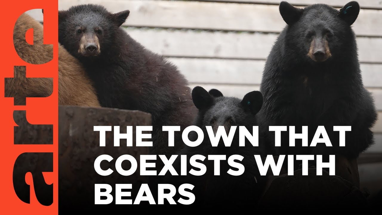 Canada: Living with Bears | ARTE.tv Documentary
