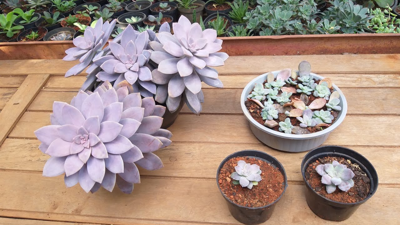 Suculenta Graptopetalun Superbum