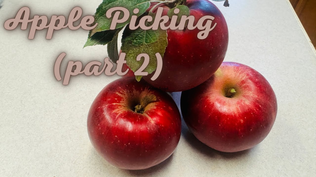 Bierwagen pumpkin patch apple picking