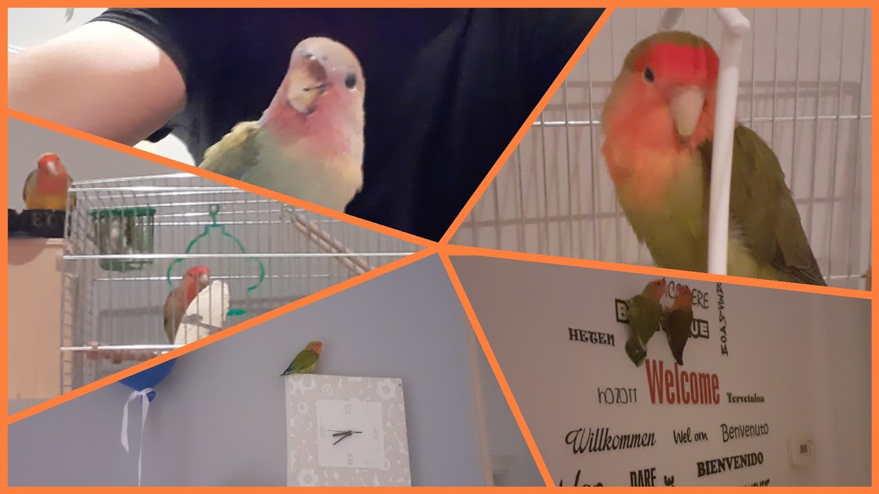 Pappagalli Inseparabili e tutti i cibi extra che possiamo dare. Attenzione!!