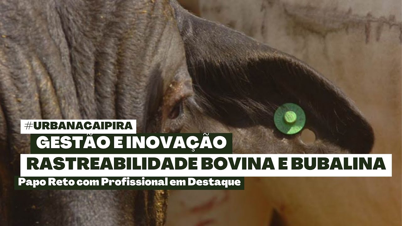 SAIBA O QUE É RASTREABILIDADE BOVINA E BUBALINA