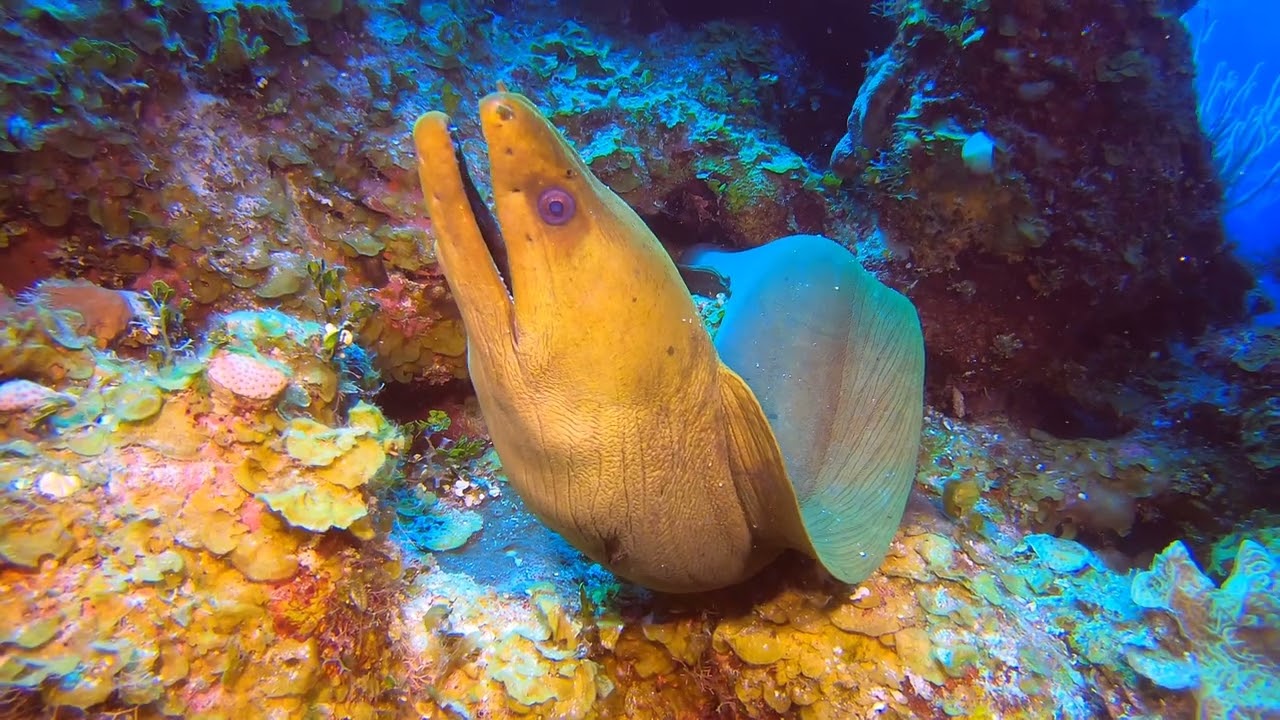 SCUBA Diving Bloody Bay Wall, Little Cayman