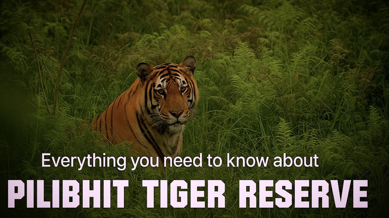 Pilibhit Tiger Reserve | Jungle Safari | Tiger Sighting | Chuka Beach | Uttar Pradesh Tourism |