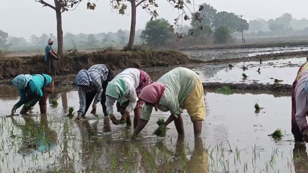 Village Nattu song party 1#trendingvideo#viraivideo#popular#virailreels#nattu#villagelifestyle#villa