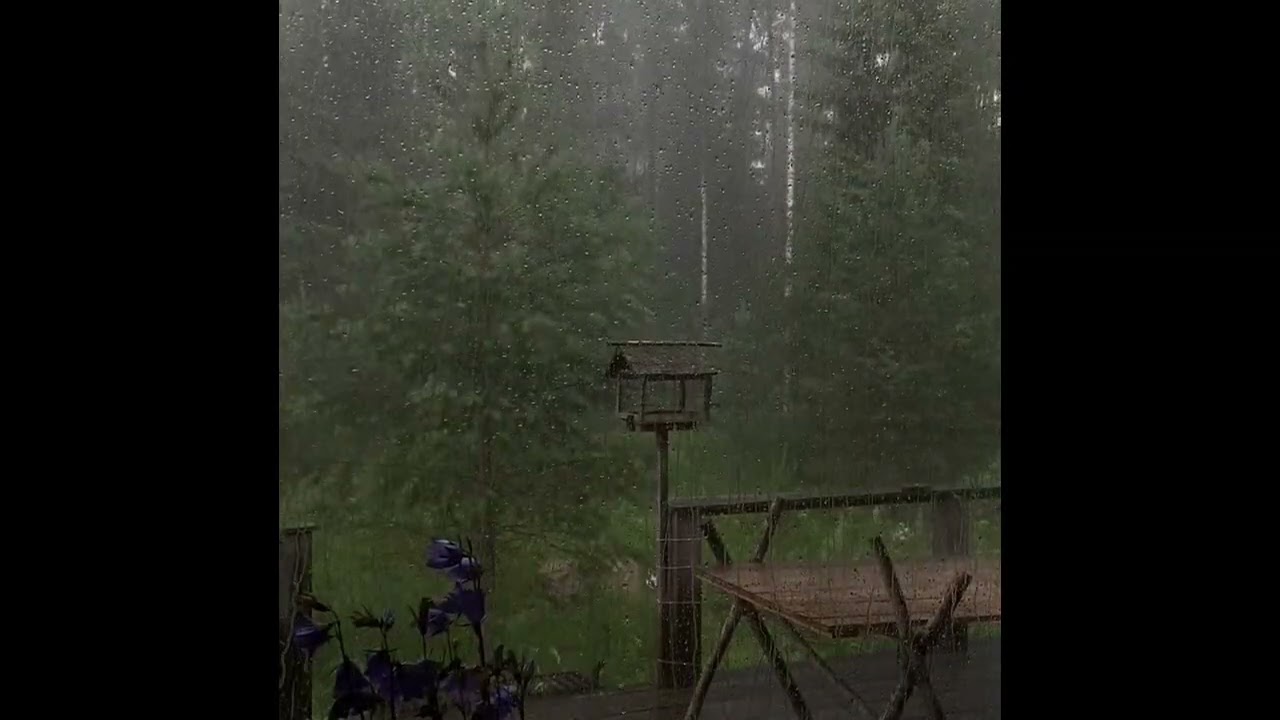 A rainy forest