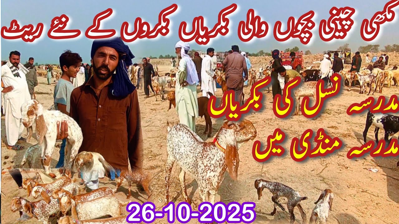 CATTLE MARKET LATEST PRICE UPDATE | MUDRESA NESLE KI BAKRIYA MUDRESA MANDI MAI