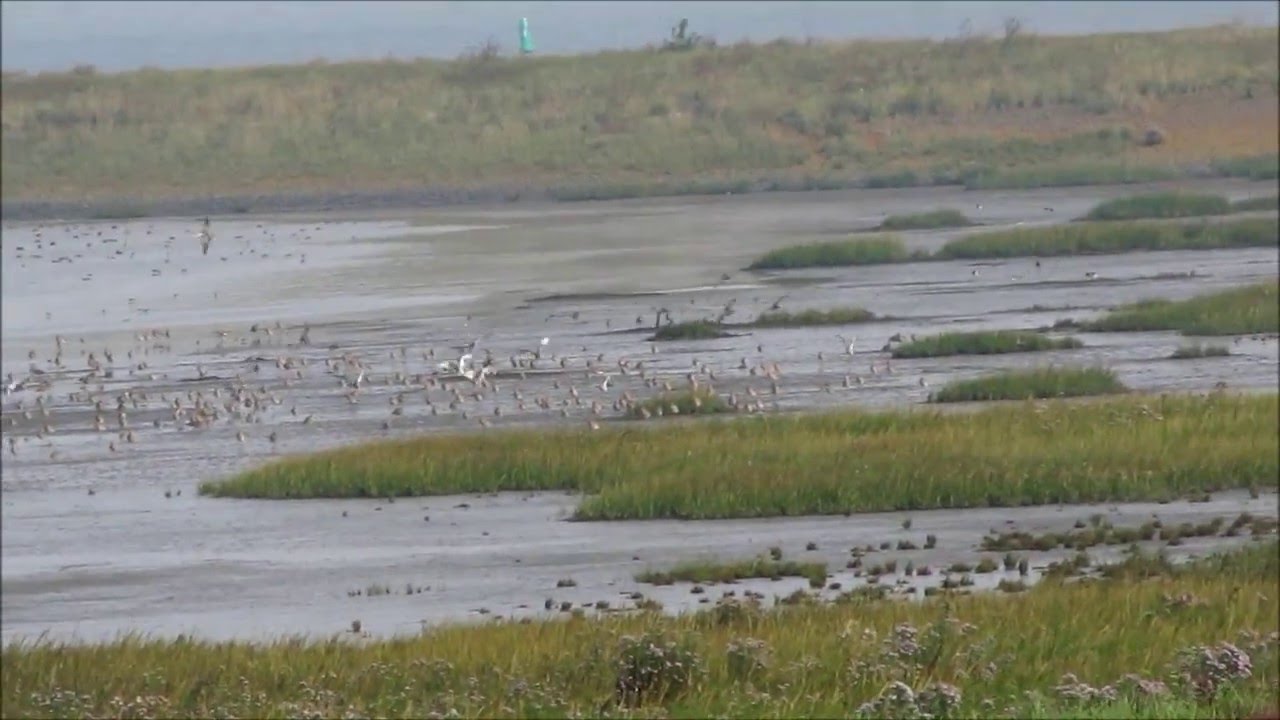 De Wadden