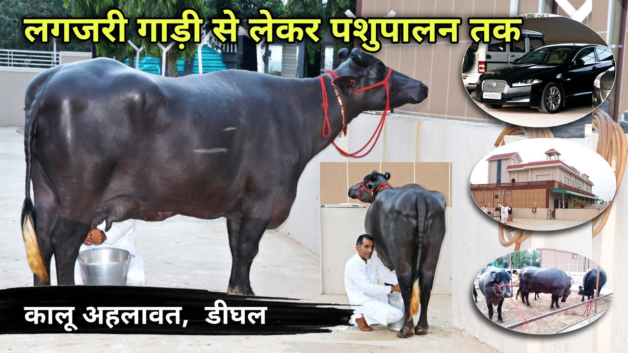 लग्ज़री गाड़ी से लेकर पशुपालन तक, कालू अहलावत, डीघल From luxury car to animal husbandry