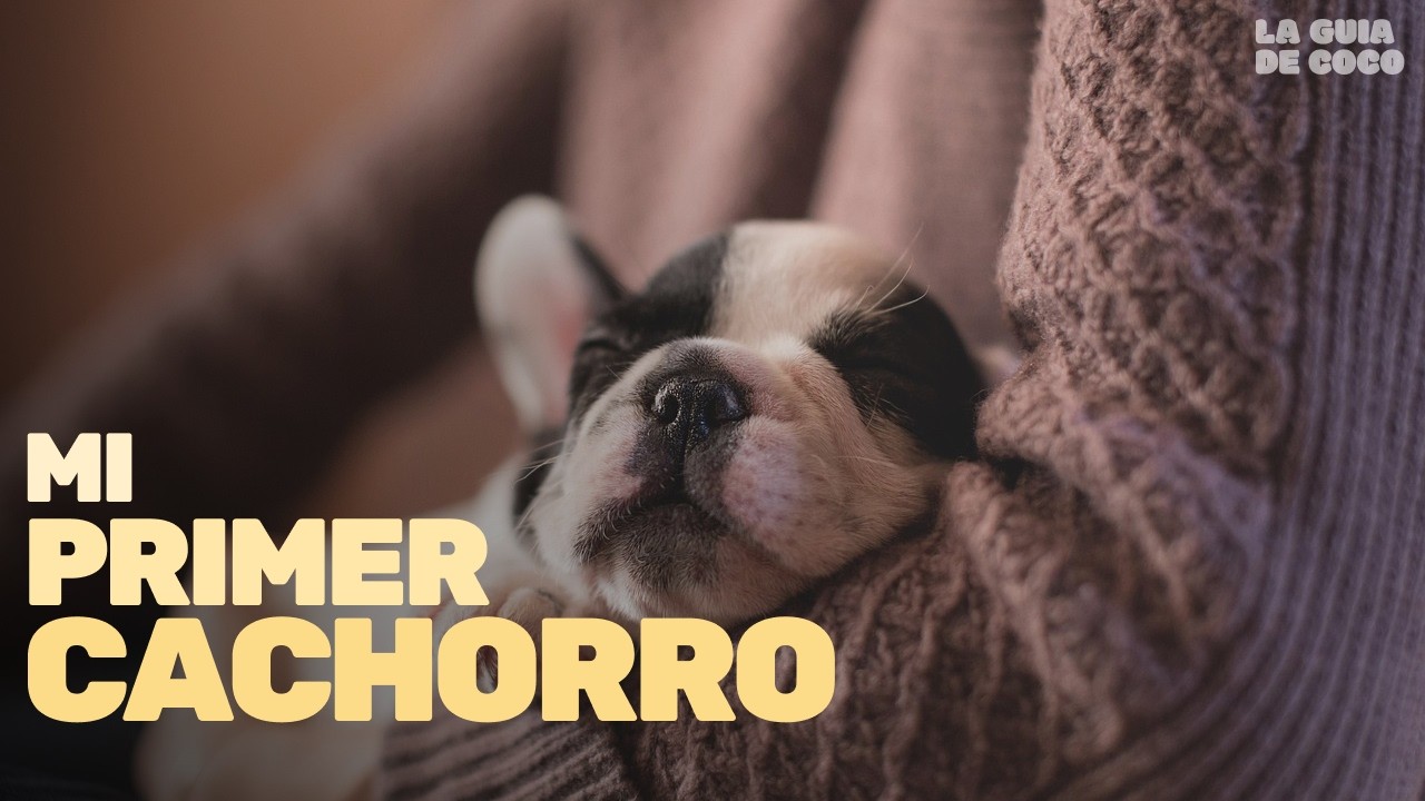 Guía Completa de Cuidados de Cachorros 🐶 | Cómo Cuidar a tu Primer Perro en Casa