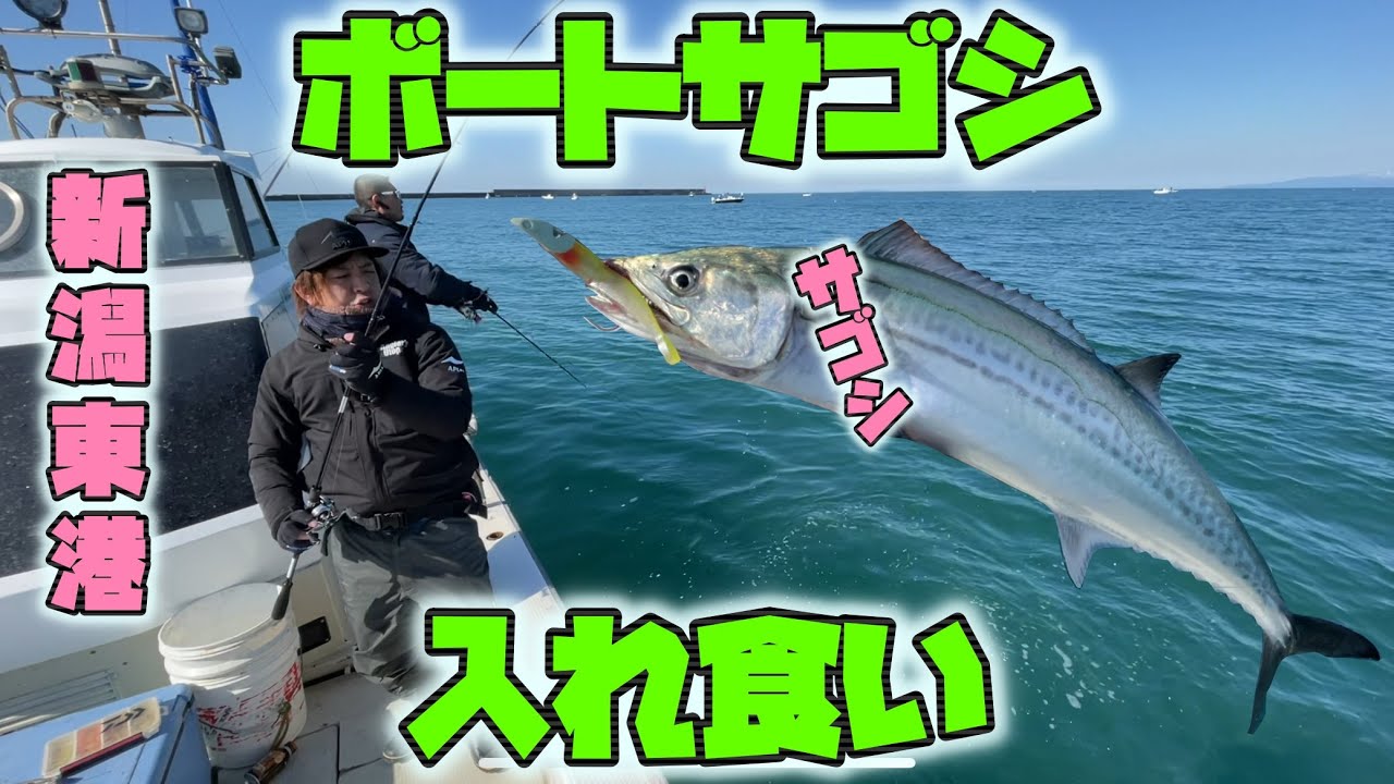 新潟東港！春のボートサゴシ！爆釣