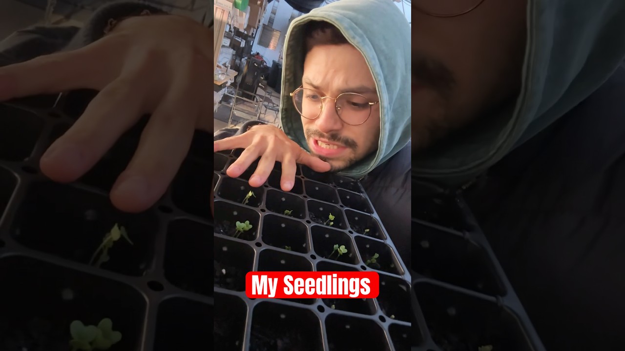 MY SEEDLINGS!!! 🌱 #garden #farming