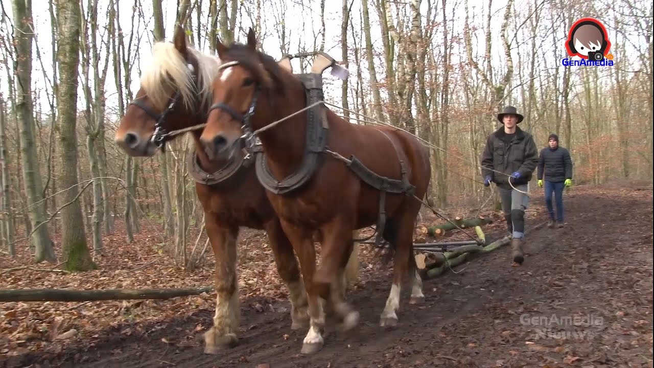 Staatsbosbeheer & Menacademie - 11e edite : Dag van de Trekpaarden in Sellingen