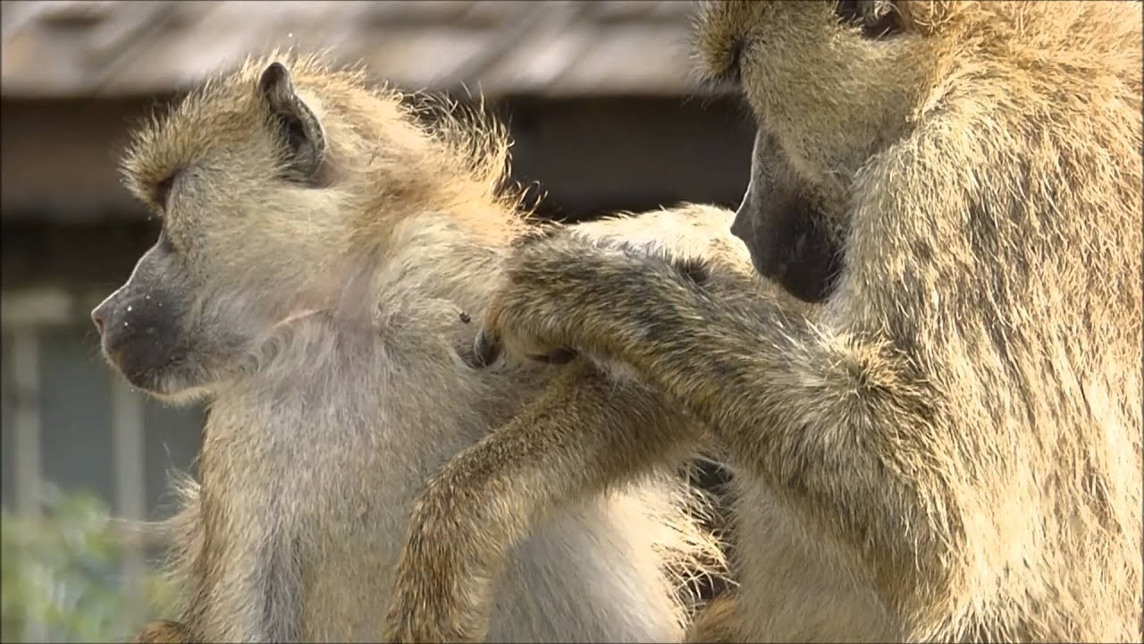 Singes se cherchant des poux