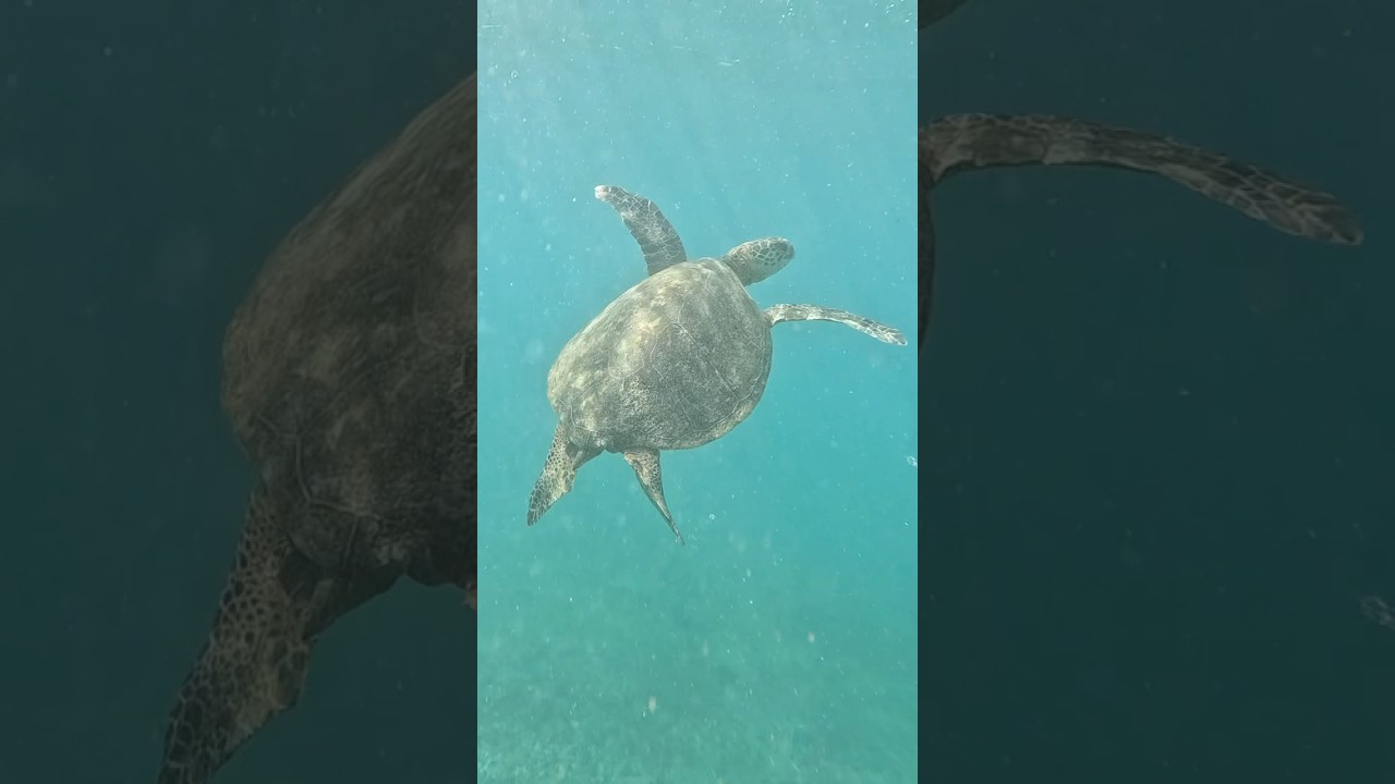 Surfing With Beautiful Sea Turtles in Hawaii!! #surfing  #seaturtles #oceanlife #beautiful #hawaii