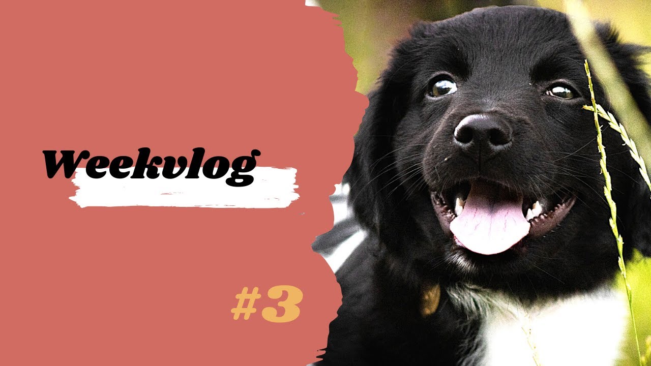 Voor het eerst even alleen thuis || Weekvlog #3