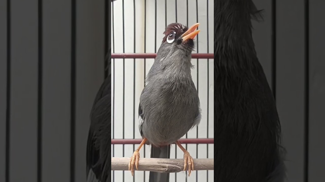 kicau gacorr poksay Mandarin