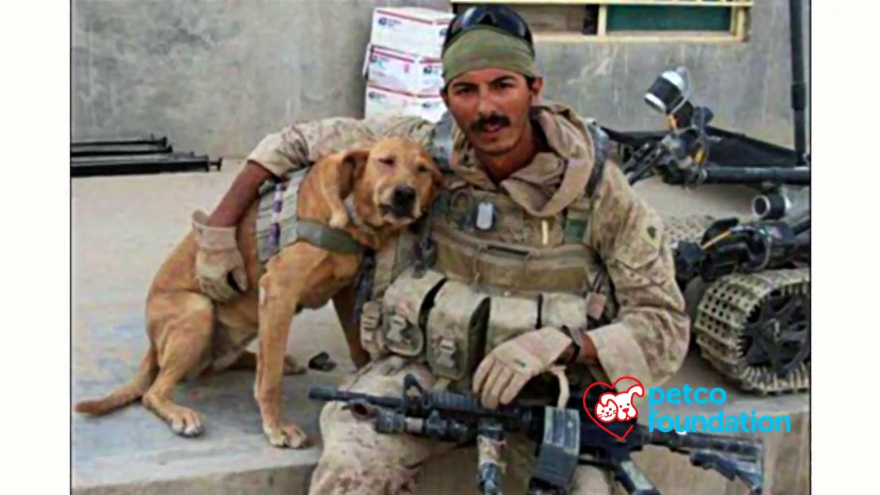 Petco Foundation: 2017 Helping Heroes Award Winner - Mission K 9