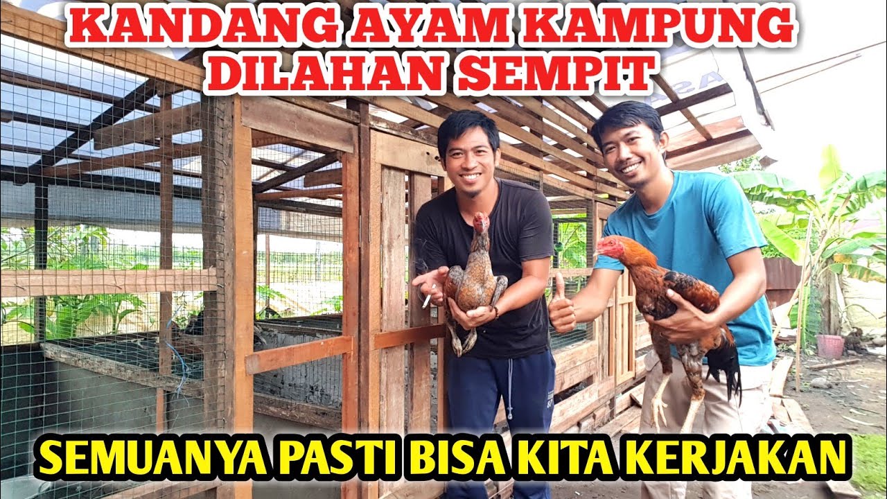 WAJIB DI CONTOH !!! CERDAS DAN TEPAT DALAM BETERNAK AYAM KAMPUNG 💯