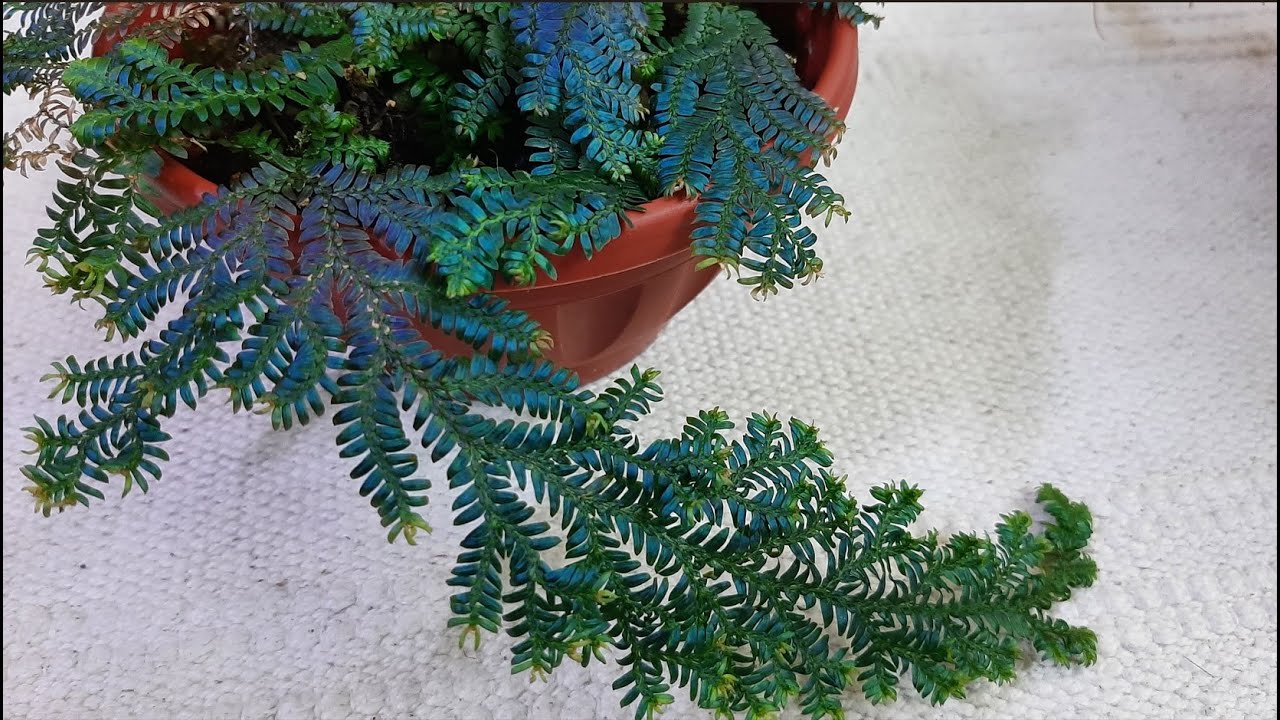 Редкие растения | Selaginella uncinata и selaginella willdenowii | Растения для флорариумов |