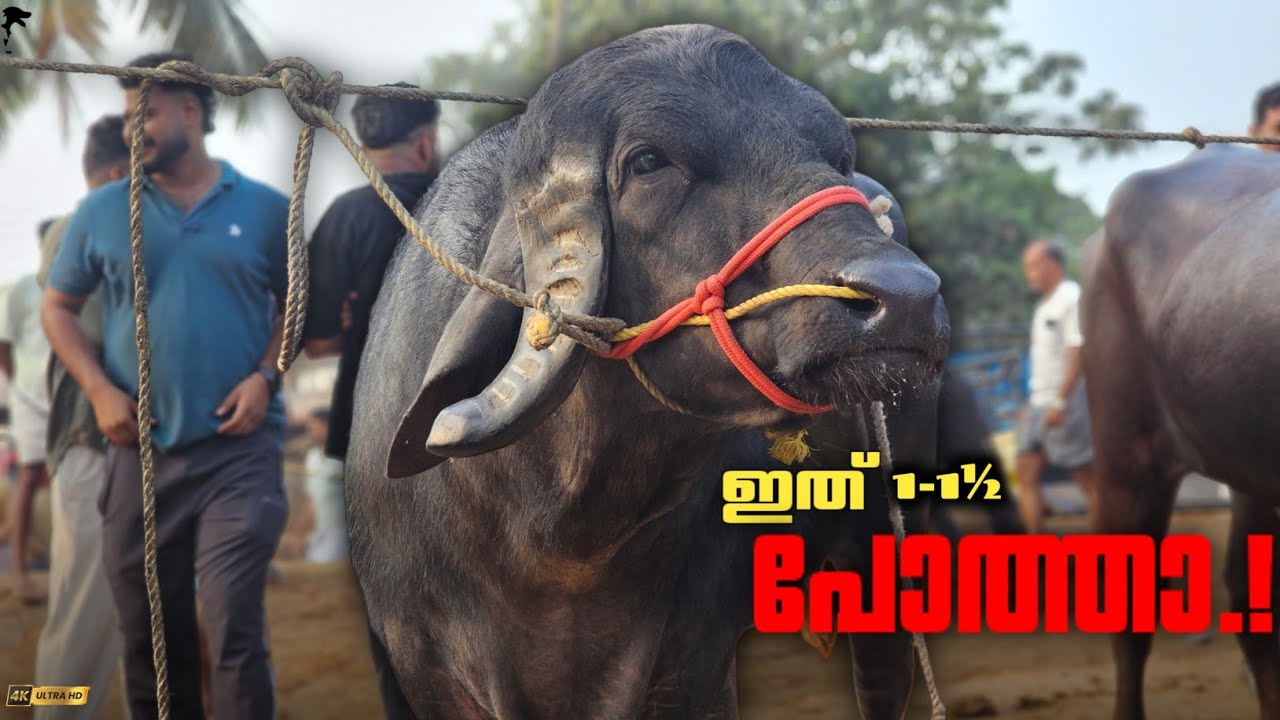🐃ഇത് പോത്താ.! JAFARABADI BUFFALO BULL KERALA | Chattipparamba Chanda | Pothu chantha malappuram kala