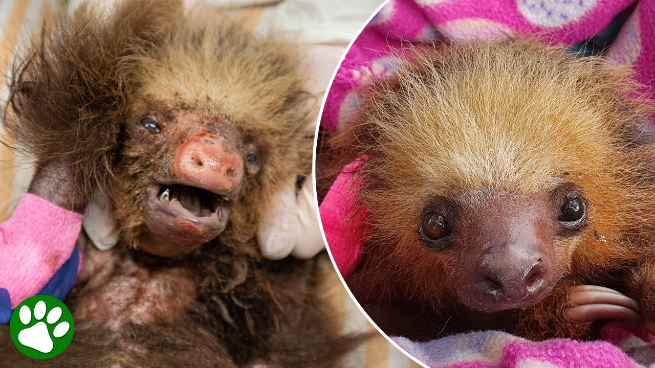 Electrocuted BABY SLOTH'S incredible recovery