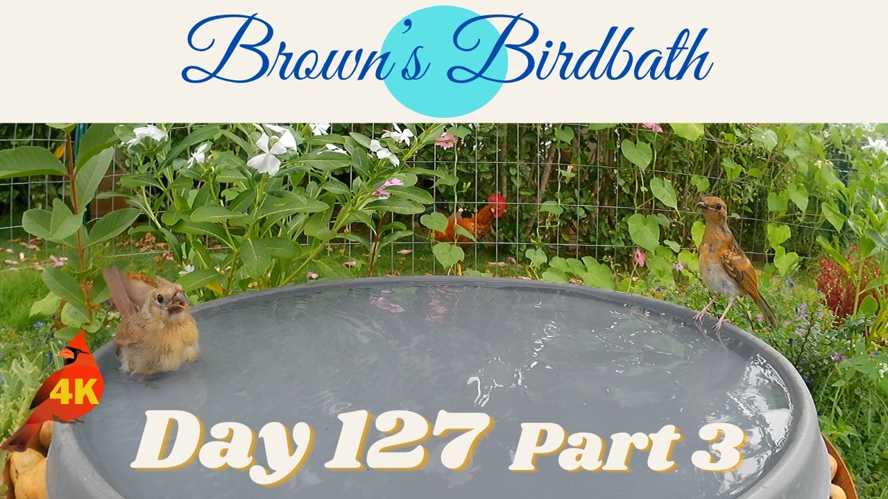 Brown's Birdbath Day 127 Part 3 #whiteeye #メジロ #shama #アカハラシキチョウ #cardinal #カーディナル #spotteddove