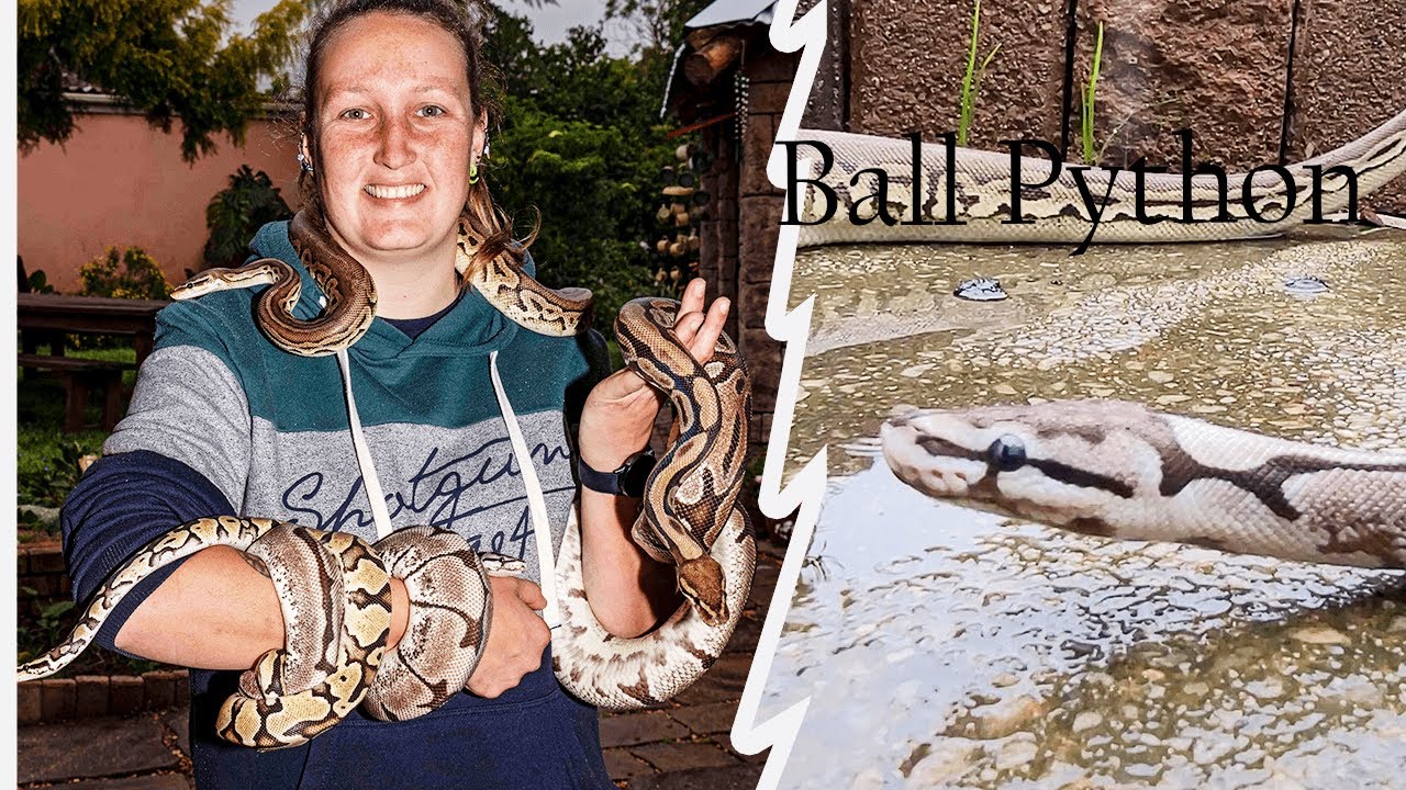 Ball Python Demonstration and Information || Reptile Collector || Falcky Reptiles