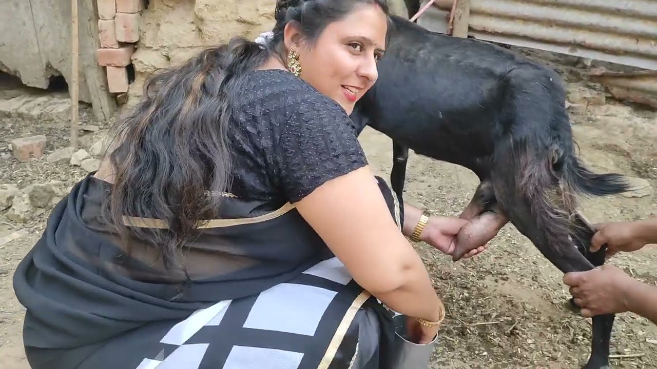 how to goat prapre method for milk milking by hands